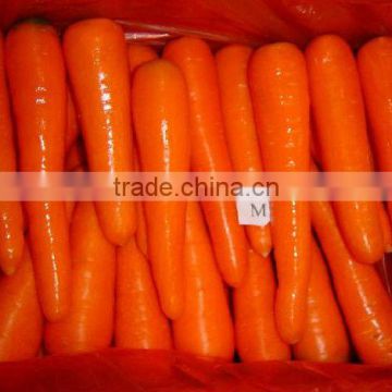 china fresh carrot low price