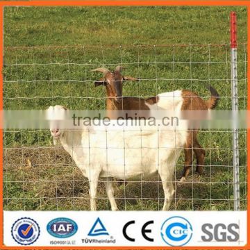 Anping factory Cheap 2x4 sheep fence galvanized wire mesh(Factory Price ISO9001-2008)