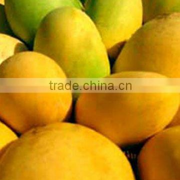 Fresh Indian Mango / Dashehri / Chaunsa / Alphonso / Kesar / Totapuri MANGO LATE VARIETY