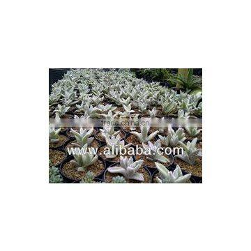 succulent plant kalanchoe eriophylla snow
