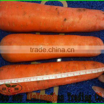 (HOT) Fresh Carrots Low Price for sale in China