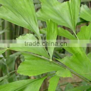 wholesale the top quality caryota and the fresh cut Rose from Kunming