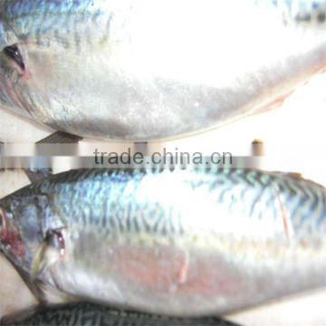 fresh and frozen mackerel fish for sale