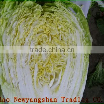(HOT)Fresh Cabbages/Exports in southeast Asia