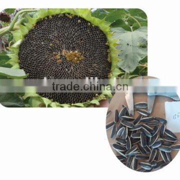 1507 middle maturity high yield sunflower seeds