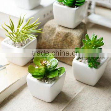 Export Succulent Plants Artificial Succulent Plants Bonsai Succulent Plants