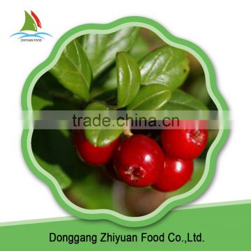 Chinese High Quality Organic Frozen Fruit Product Vacciniumvitis-idaea