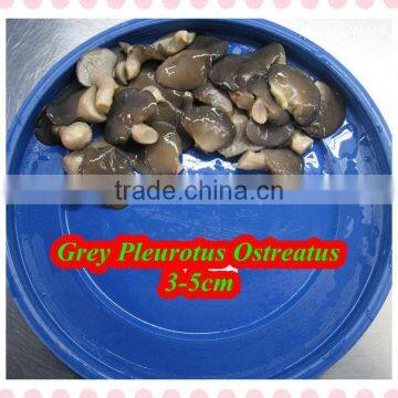 high quality pleurotus ostreatus from new crop