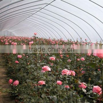 Low cost plastic covered rose greenhouse tunnel