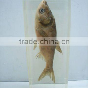 Sea animal specimen--Aristichthys nobilis specimen for biology teaching