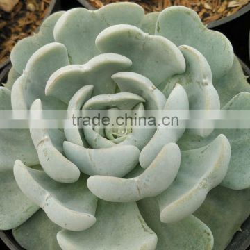 succulent plant echeveria tosy turpy hybrid, decorative plants echeveria, succulent plants, tropical plants