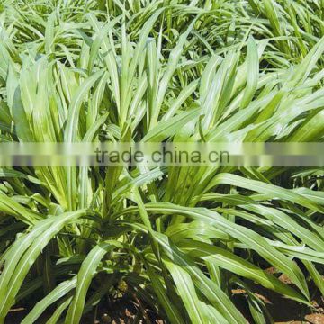 Tropical and subtropical Perennial Pennisetum Forage Seed