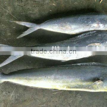 IQF frozen mahi mahi fish whole round