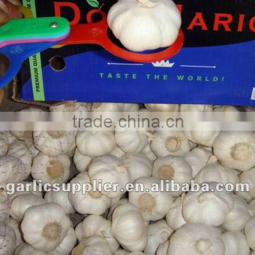 2014 crop garlic