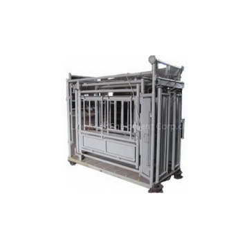 live stocks cattle chute for sale