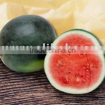[super Deal] Water Melon