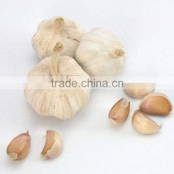 Wholesale 2016 normal white fresh garlic with mesh bag or ctn