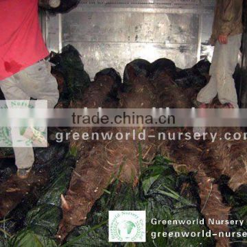 trachycarpus fortunei loading 40ft