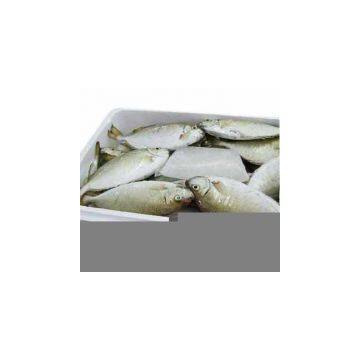 Sell Iced Rabbitfish