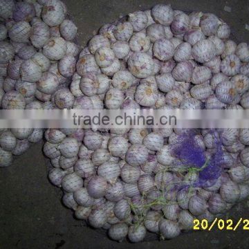Chinese solo Garlic/China