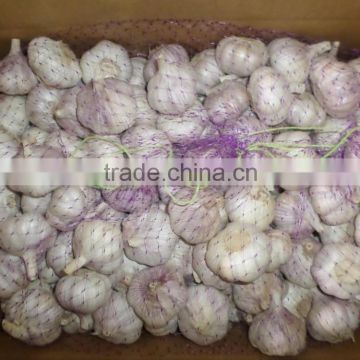 5.5cm qualiy garlic for cooking,clear garlic, year garlic,fresh garlic, chinese garlic
