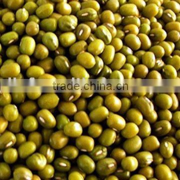Green Mung bean beans/09 crop