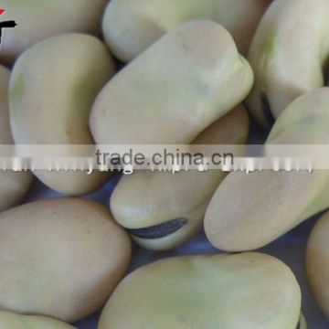 Organic Cultivation New Crop Dried Raw Broad Bean