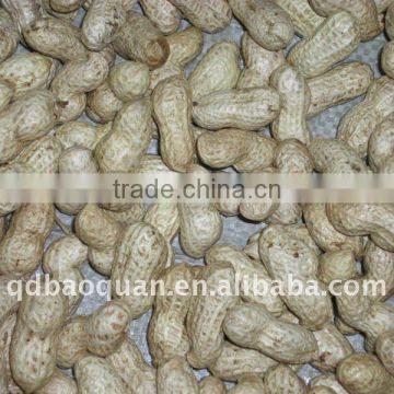 Selected Peanuts in shell