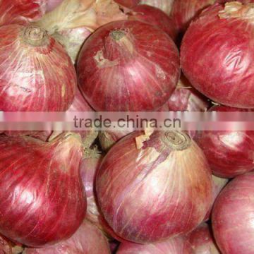 Fresh Red Onion 2016-2017
