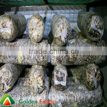 professional supplier factory price for shiitake mushroom spawn
