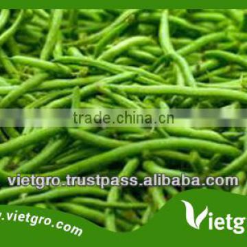 High Quality Fresh Organic French Beans VGFB0012