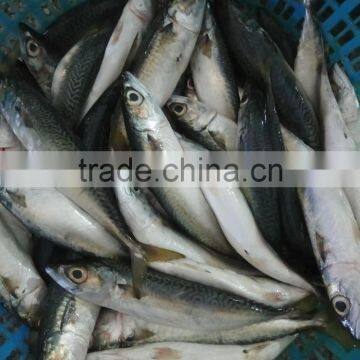 Frozen WR Pacific mackerel Seafood