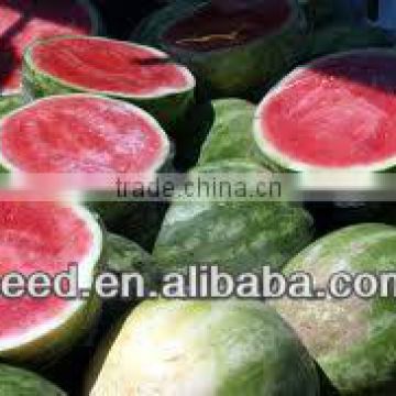 SX Mid-early mature and good resistance f1 watermelon seed