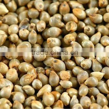 Millet for Animal Feed