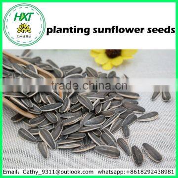 Free sample healthy planting sunflower seeds