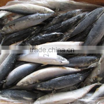 pacific mackerel low price for canning
