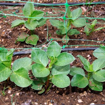 Light weight PP plastic green white color cucumber climbing nets