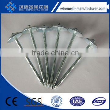 Galvanized umbrella head sheet roofing nails directly factory