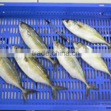 frozen indian mackerel fish competitive price