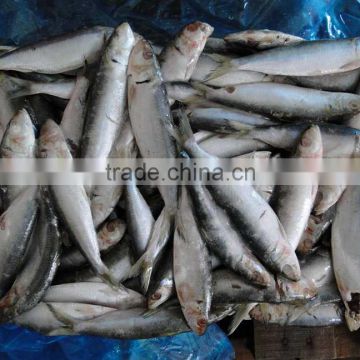 land frozen good price for canning trawling sardine