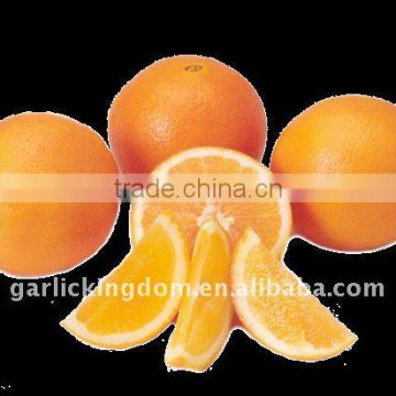 Fresh Navel Orange from Origin