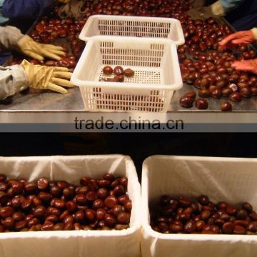 2016 new crop Fresh chesnuts