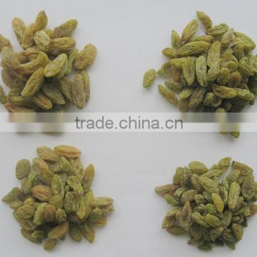 China suppliers best price green raisin from xinjiang