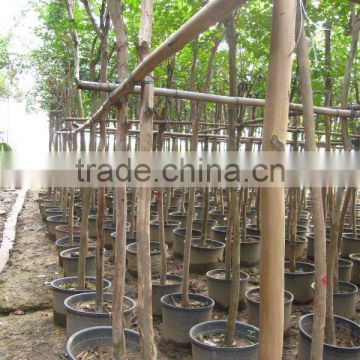 lagerstroemia indica high trunk potted trees