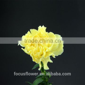perennial flowering plant yellow fresh cut carnations to the elders from kunming