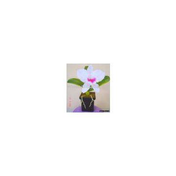 Cattleya Head with plant Set artificial flower