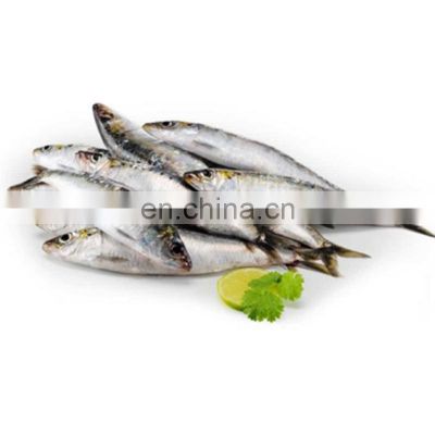 wholesale sardine fish frozen sardine whole round for bait and cannery sardinella aurita