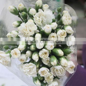 Bottom price unique kunming fresh carnation flower