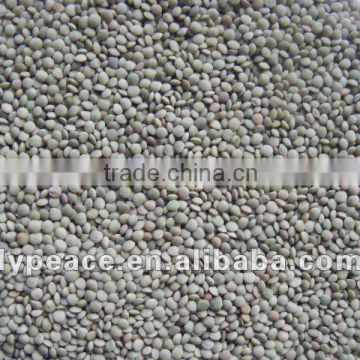 newest laird green lentils from china