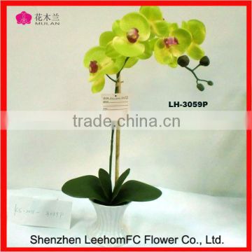 fresh cut phalaenopsis flowers in clay orchid pot